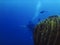 Diver swimming towards a coral at Amed, Sunken ship diving site, Bali, Indonesia