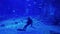 A diver swims in a giant aquarium in Dubai. A diver cleans an aquarium with sharks.