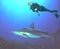 A Diver Swims w/ a Caribbean Reef Shark