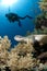 Diver and turtle along the reef, Red Sea, Egypt