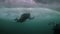 Diver under turquoise ice with underwater cameraman in lake Baikal.