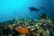 Diver and various reef fishes swim above coral reefs in Gili Lombok Nusa Tenggara Barat Indonesia underwater photo