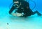 Diver watching flamboyant cuttlefish