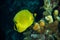 Diver yellow fish scuba diving bunaken indonesia sea reef ocean