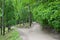 Divergence of paths in the forest. Crossroads among many tree