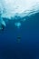 Divers descend into Blue Hole in Caribbean Sea Bel