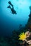 Divers, feather star, sponge in Ambon, Maluku, Indonesia underwater photo