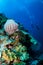 Divers, giant barrel sponge, mushroom leather coral in Banda, Indonesia underwater photo