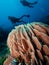 Divers and giant pink barrel sponge