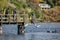 Divers jumping off wooden jetty on lake Pupuke