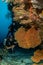 divers looking for pygmee seahorse in a sea fan on a coral reef