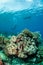 Divers, mushroom leather coral in Banda, Indonesia underwater photo