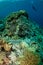 Divers, mushroom leather coral in Banda, Indonesia underwater photo