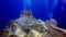 Divers near underwater rocks and crevices against the background of huge boulders in Atlantic ocean.