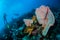 Divers and sea fan Muricella in Banda, Indonesia underwater photo