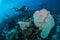 Divers and sea fan Muricella in Banda, Indonesia underwater photo