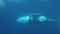 Divers swim with humpback whale underwater in Pacific Ocean.