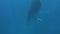 Divers swim with humpback whale underwater in Pacific Ocean.