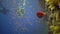 Divers swim near a coral reef along a vertical wall on the Reef Elphinstone, where a lot of tropical fish, the Red Sea, Egypt