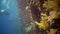 Divers swim near a coral reef along a vertical wall on the Reef Elphinstone, where a lot of tropical fish, the Red Sea, Egypt