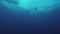 Divers swim underwater in wetsuit with aqualung. Blue clean ocean. Deepness.