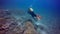 Divers underwater on bottom of volcanic origin in Atlantic ocean.