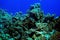 Divers underwater landscape