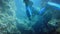 Divers underwater neer coral reef