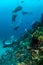 Divers and various coral reefs in Gili, Lombok, Nusa Tenggara Barat, Indonesia underwater photo
