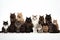 Diverse collection of cat breeds, including both big and small, isolated on white background