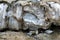 Diverse colored quartz rock in cut of the earth. Deposits of gray, white, orange quartz. Untreated semi-precious stones of