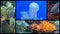 Diverse fishes collage