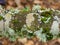 Diverse foliose lichen growing on branches in the Scottish Borders