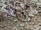 Diverse foliose lichen growing on stonework in the Scottish Borders