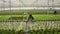 Diverse greenhouse workers doing crop care in hydroponic enviroment with drip tape irrigation system