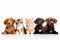 Diverse group of cats and dogs, varying in size, isolated on white background with copy space