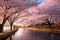 A diverse group of individuals leisurely strolling along a street adorned by a body of water, Cherry blossom festival in