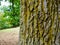 Diverse leprose lichen growing on branches in the Scottish Borders