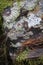 Diverse Lichens on rock in the Highlands of Scotland