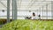 Diverse people working in greenhouse gathering lettuce doing quality control inspecting leaves removing damaged plants