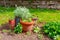 Diverse potted plants in front of house, in yard