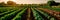 diverse range of crops planted in rows, showcasing the variety that farmers cultivate during the spring season