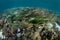 Diverse Seagrass Meadow in Indonesia