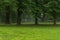 Diverse selection of trees and walking path in the morning mist