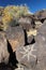 Diverse types of petroglyphs, Petroglyph National Monument, Albuquerque, New Mexico