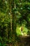 Diverse Vegetation in Kinabalu NP, Sabah, Malaysia