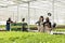 Diverse women in hydroponic enviroment working in organic food farm talking while having a break