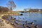 Diversey Harbor in Chicago during the Winter with Geese and Ducks looking towards Lake Shore Drive