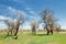 diversifolia Schrenk, Populus euphratica, Euphrates Poplar, po