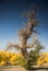 Diversifolious poplar trees